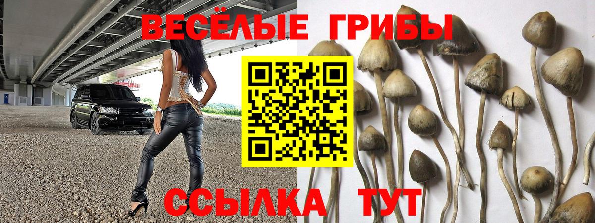 Галлюциногенные грибы Psilocybe Химки